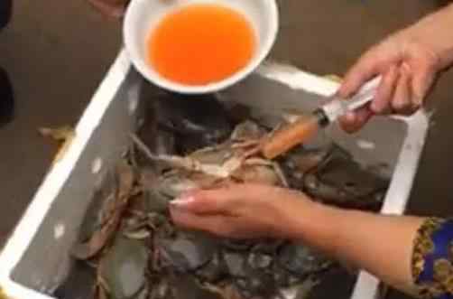 鐵蟹 給青蟹注射黃色液體后售賣？ 浙江水產(chǎn)專家辟謠