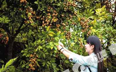 權(quán)路飄香 “楨楠獨(dú)秀，茶果飄香”美麗之地