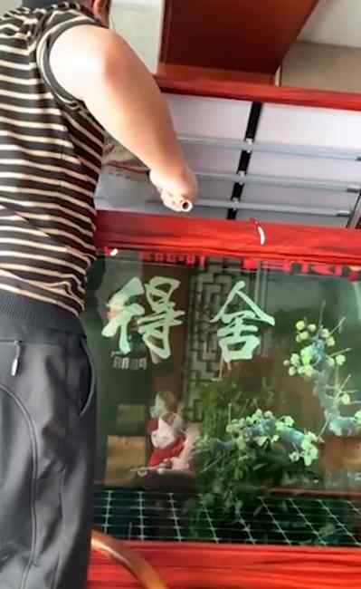 石家莊男子隔離期吃掉自養(yǎng)金龍魚：花2500元買的 味道很好