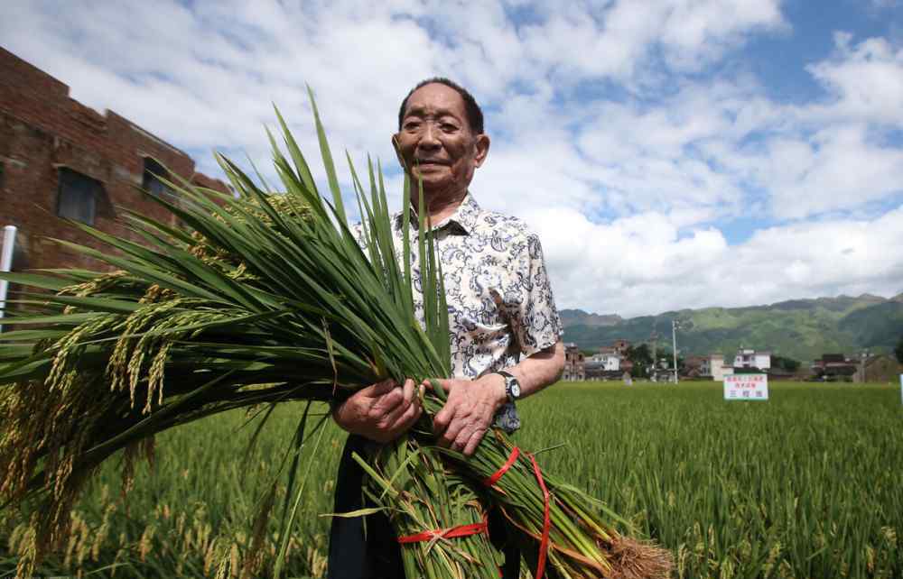 雙季稻 這才是值得尊敬的人：雙季稻畝產(chǎn)3000斤，袁隆平再創(chuàng)新紀(jì)錄