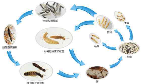 家里出現(xiàn)飛螞蟻的原因 家里出現(xiàn)白蟻不要慌 治理辦法看這里！