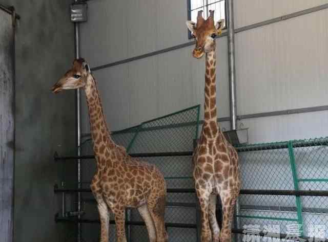 南非長頸鹿 長沙生態(tài)動物園又來新成員 2只南非長頸鹿