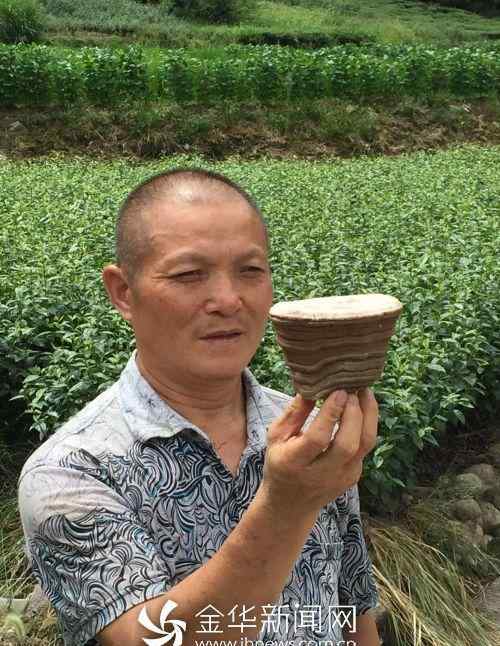 野生靈芝的功效 金華武義發(fā)現(xiàn)兩株“倒掛金鐘”的野生靈芝