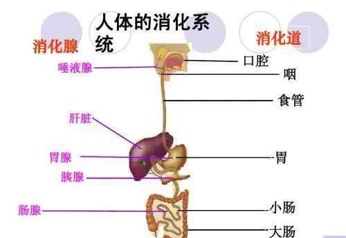 食物的消化過程 食物在人體內(nèi)的消化吸收過程【科普】