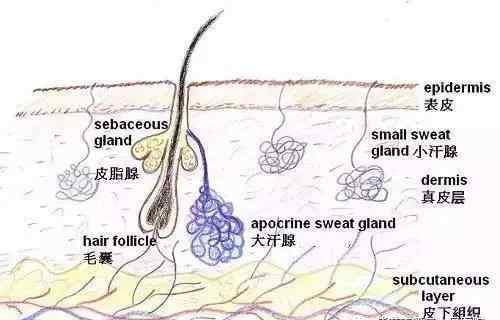 光動(dòng)力祛痘 光動(dòng)力療法讓你的痤瘡一掃而光