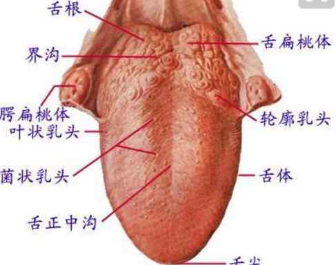 輪廓乳頭 輪廓乳頭（一個經(jīng)常嚇人的器官）