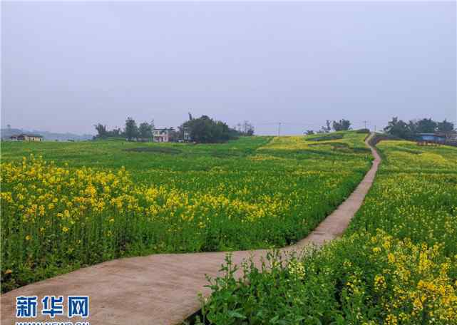 荷香園 2019永川春游賞花季啟動(dòng) 五大花海等你來(lái)游玩