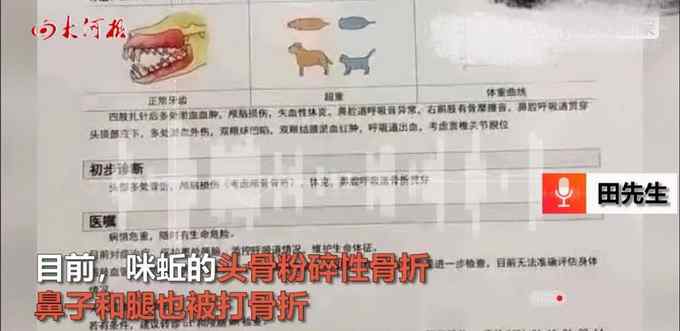 云南2保安持棍暴打14歲金毛犬 畫面令人氣憤！主人：治好也殘廢