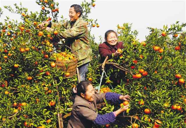 萬縣紅桔 三峽紅桔：四千年的橘香味道