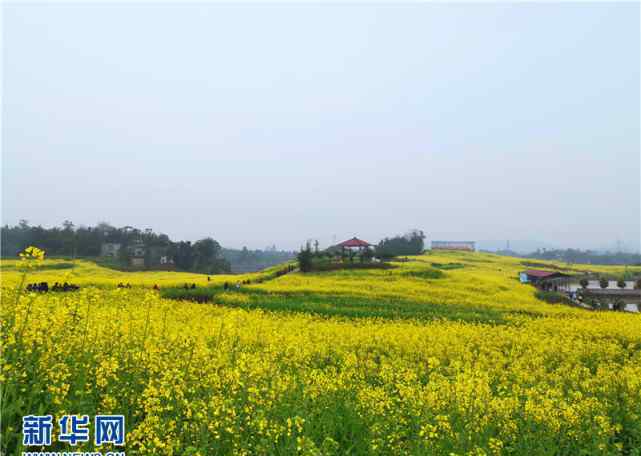 荷香園 2019永川春游賞花季啟動(dòng) 五大花海等你來(lái)游玩