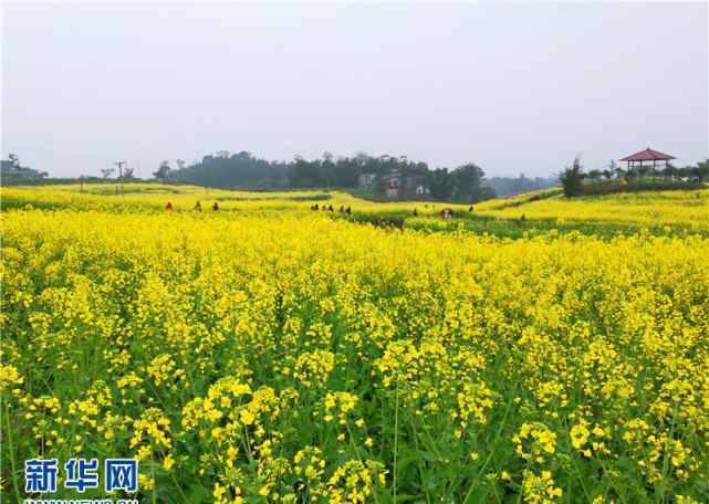 荷香園 2019永川春游賞花季啟動(dòng) 五大花海等你來(lái)游玩