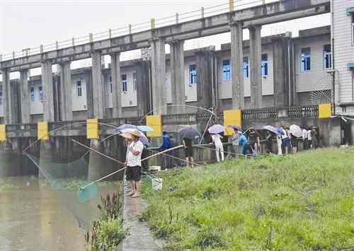 捕魚達人2 前天一場暴雨 臺州永寧江口涌現(xiàn)“捕魚達人”