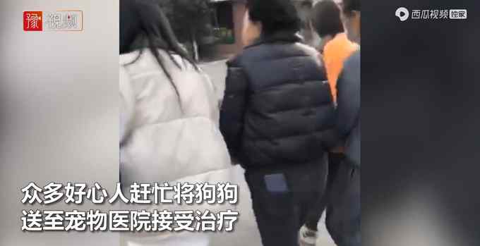 云南2保安持棍暴打14歲金毛犬 主人：多處骨折治好也殘廢 網(wǎng)友吵翻！