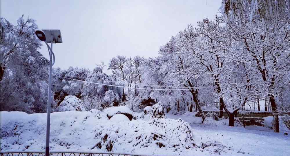 甘肅天水四月飛雪 甘肅天水四月飛雪！雪壓桃花枝頭，宛如人間仙境