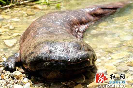 80歲巨型娃娃魚 張家界“笨笨”叫板重慶200歲娃娃魚：叫我爺爺