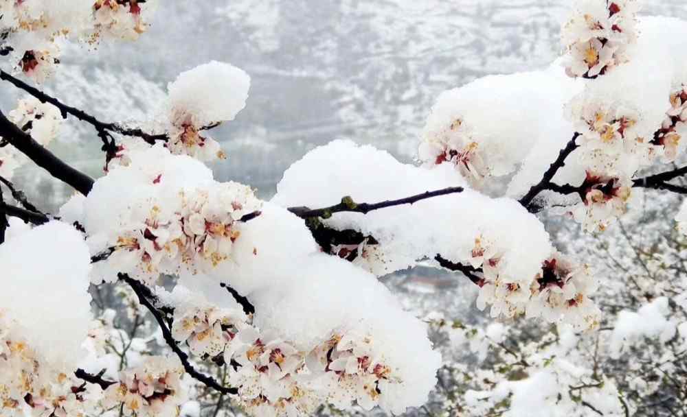 甘肅天水四月飛雪 甘肅天水四月飛雪！雪壓桃花枝頭，宛如人間仙境