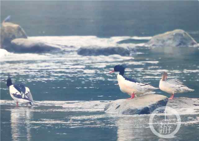 北長尾山雀 重慶有多少種鳥？剛發(fā)布的這本名錄里有答案