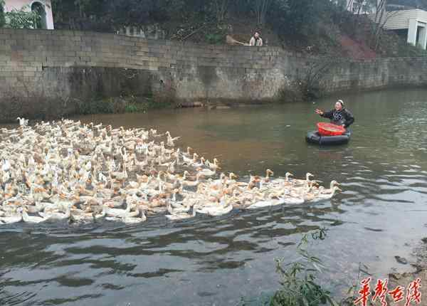 鴨子的命運 不向命運低頭的“養(yǎng)鴨大姐” 五千只中藥鴨求銷路