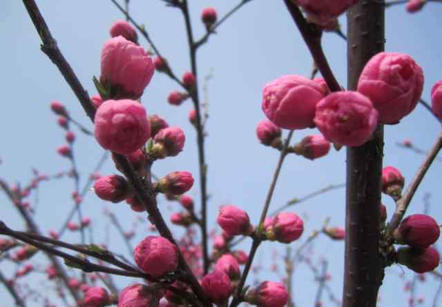 榆葉梅 榆葉梅【原創(chuàng)】