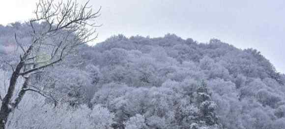 甘肅天水四月飛雪 甘肅天水四月飛雪！雪壓桃花枝頭，宛如人間仙境