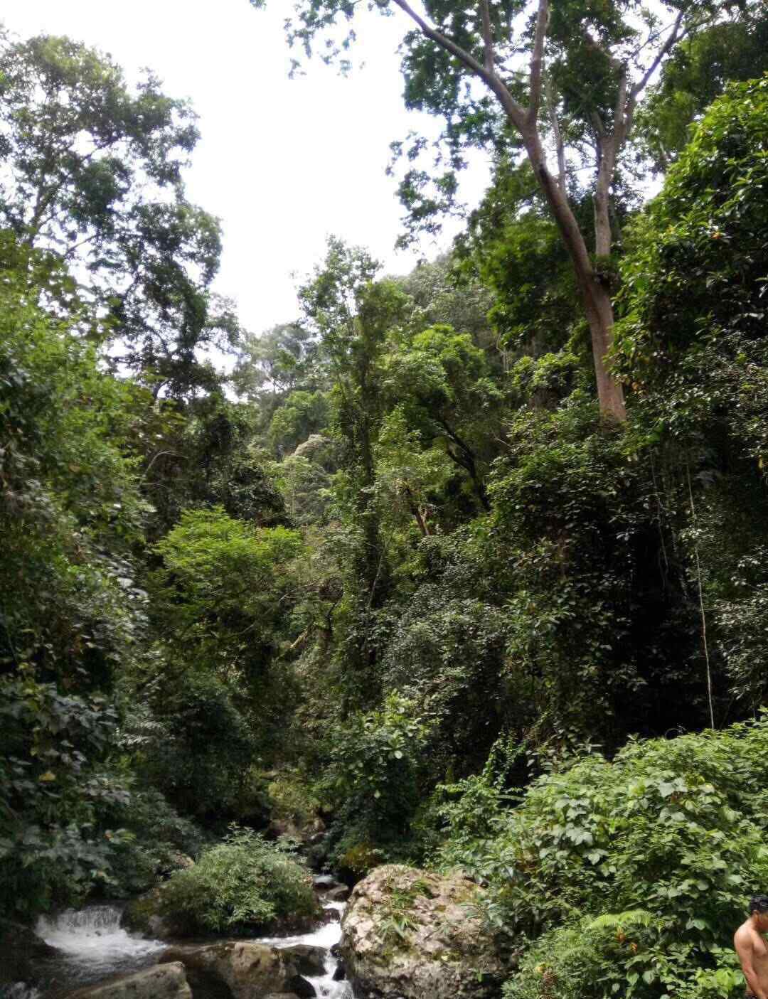 茶之家 【蟒蛇箐古茶】蟒蛇箐·茶農(nóng)之家2020春茶開始了