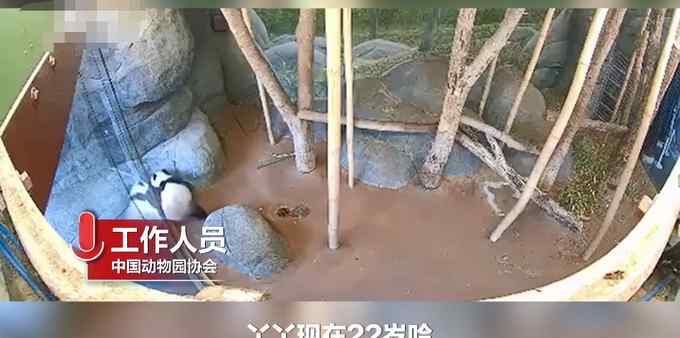 官方回應(yīng)孟菲斯動(dòng)物園熊貓瘦骨嶙峋：22歲 屬于老年并患皮膚病