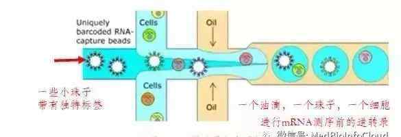 deplete 單細(xì)胞測序技術(shù)原理