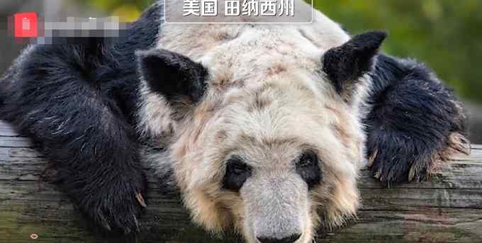 官方回應(yīng)孟菲斯動(dòng)物園熊貓瘦骨嶙峋：22歲 屬于老年并患皮膚病