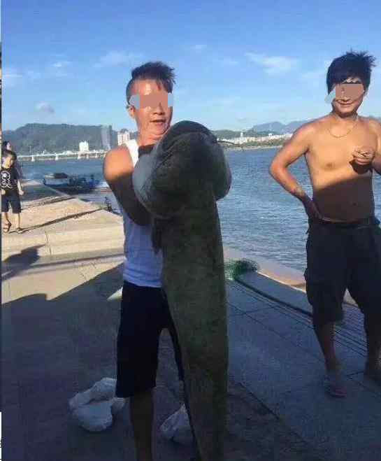 鯰魚精 杭州男子在富春江釣到巨大“鯰魚精” 體長1.3米