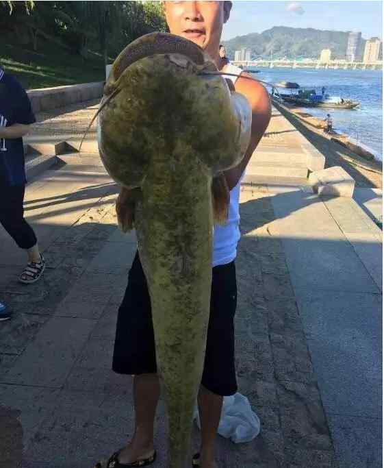 鯰魚精 杭州男子在富春江釣到巨大“鯰魚精” 體長1.3米