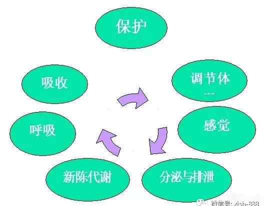 皮膚專業(yè)知識26個問題 皮膚專業(yè)知識四：皮膚的功能