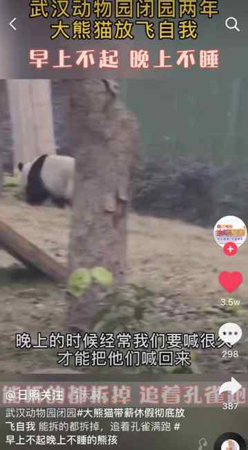 武漢動(dòng)物園閉園兩年 大熊貓徹底放飛自我：早上不起 晚上不睡！