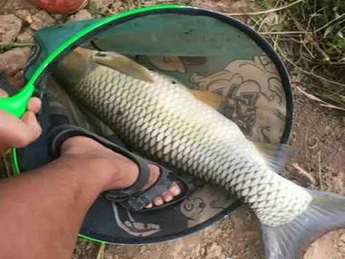 用什么餌料釣草魚 自然水域用什么餌料釣草魚最好？記住這三點，選對野釣草魚的餌料