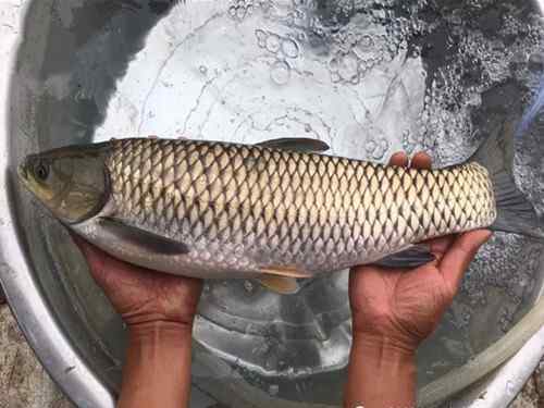 用什么餌料釣草魚 自然水域用什么餌料釣草魚最好？記住這三點，選對野釣草魚的餌料