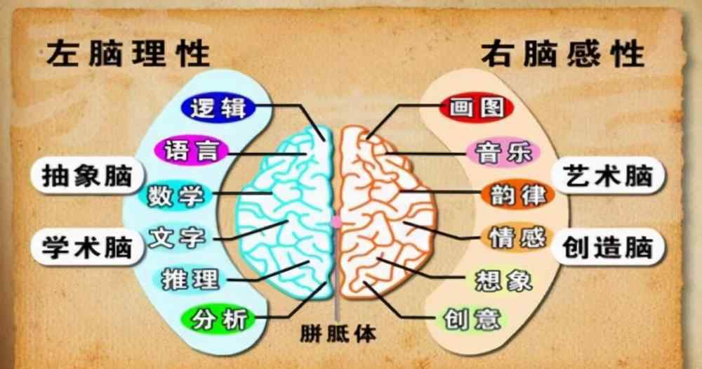 左右腦開發(fā) 孩子的左右腦應(yīng)該如何開發(fā)，一共五個建議，避免大腦單側(cè)化