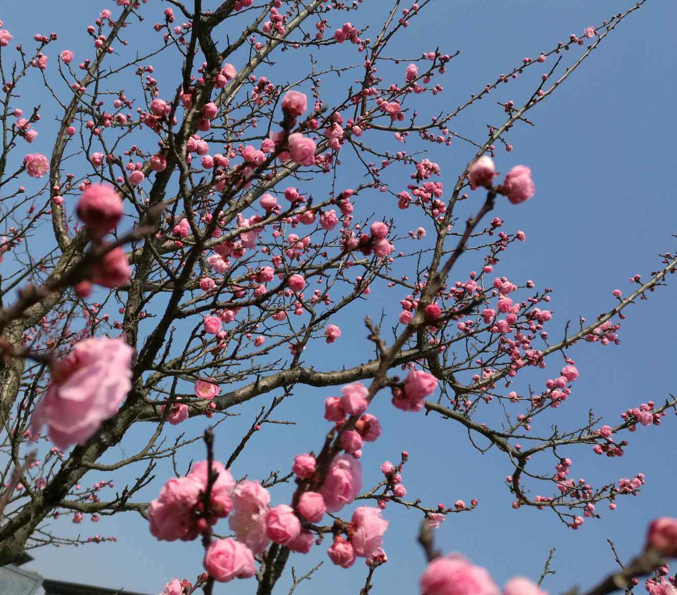 和梅花有關(guān)的古詩(shī) 歷代名人與梅花的故事精選