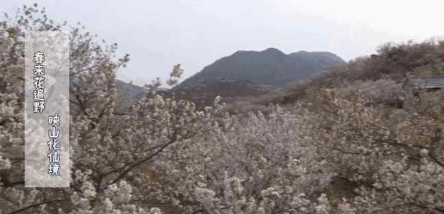 青島桃花源 青島“桃花源”你去過了嗎？