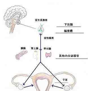 有月經(jīng)就有排卵嗎 有月經(jīng)就一定有排卵嗎？