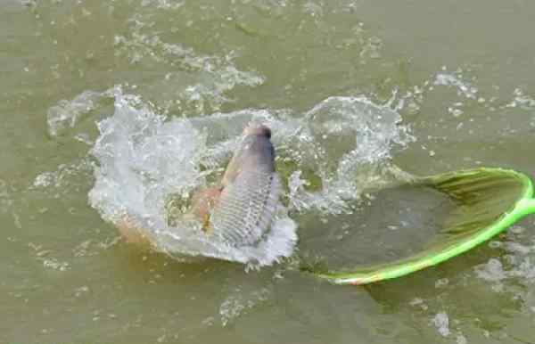 羅非魚釣法 羅非魚好釣適合新手入門，談?wù)勧灹_非的餌料和釣法