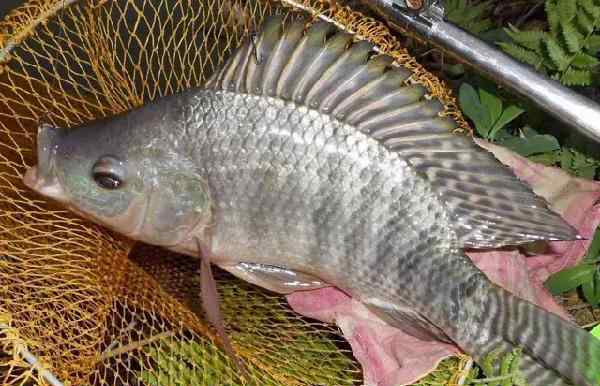 羅非魚釣法 羅非魚好釣適合新手入門，談?wù)勧灹_非的餌料和釣法