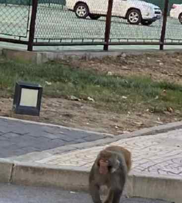 北京鬧事 北京鬧市有猴出沒