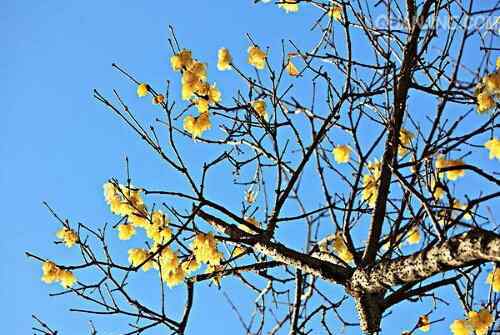 臘梅圖片大全大圖 臘梅花非常的漂亮，讓我們通過臘梅花圖片來了解臘梅花吧！