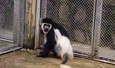 黑白疣猴 合肥野生動物園又來“小伙伴” 非洲“最美猴王”黑白疣猴入園