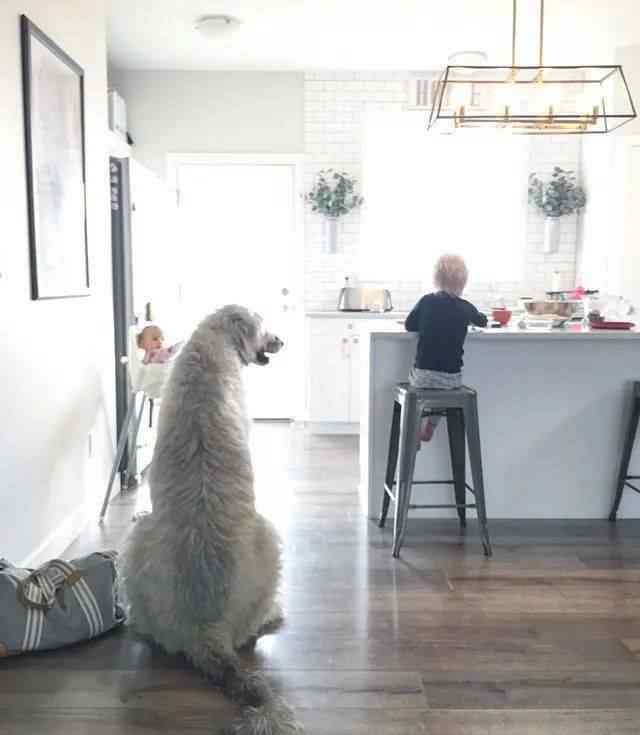 愛爾蘭獵狼犬 巨大又溫柔的守護神，它的名字叫愛爾蘭獵狼犬！