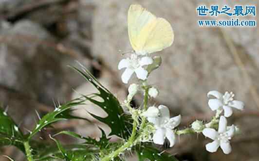 壞女人花 世界十大危險植物，壞女人花會滲出腐蝕性液體