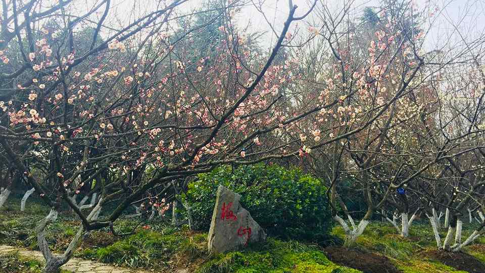 梅花什么時(shí)候開花 2018年合肥賞花時(shí)間表出爐 植物園梅花盛開春意濃