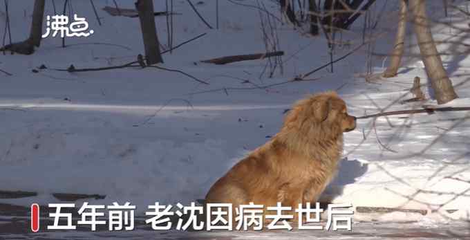 遼寧版忠犬八公！主人去世狗狗原地守候5年 網(wǎng)友：我怎么哭了……