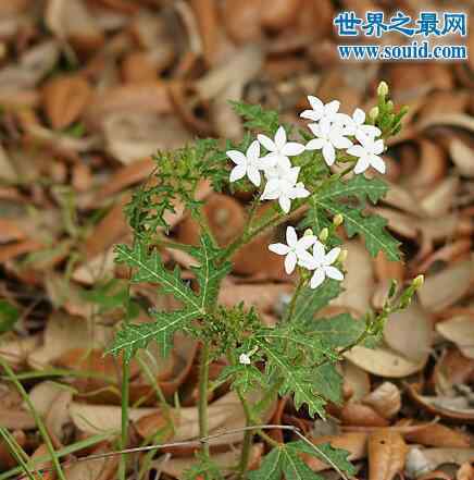 壞女人花 世界十大危險植物，壞女人花會滲出腐蝕性液體