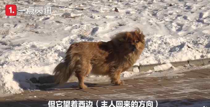 遼寧版忠犬八公！主人去世狗狗原地守候5年 網(wǎng)友：我怎么哭了……