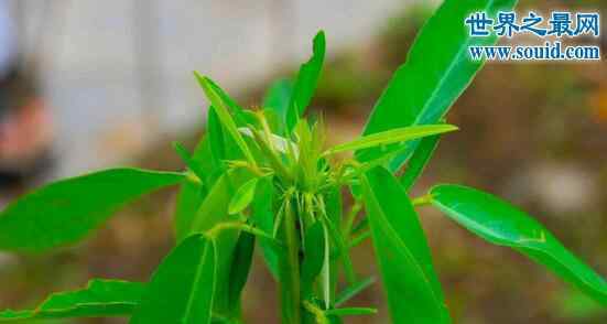 音樂(lè)跳舞草 稀有植物大全，會(huì)隨音樂(lè)起舞的跳舞草